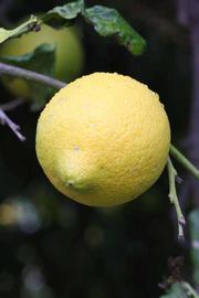            Fruit (Riverside, CA)   