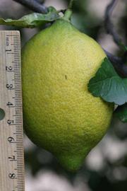            Fruit (Riverside, CA)   