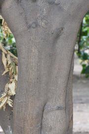            Bark (Riverside, CA)   