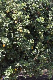            Habit (Riverside, CA)   