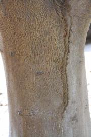            Bark (Riverside, CA)   