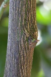              Second - third year twig (Riverside, CA)       