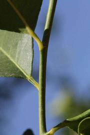            First year twig (Riverside, CA)   