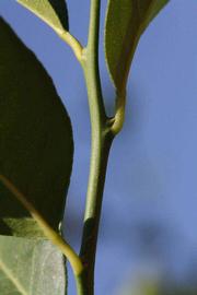            First year twig (Riverside, CA)   