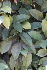            Shade leaves (Riverside, CA)   