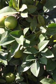              Sun leaves (Riverside, CA)       