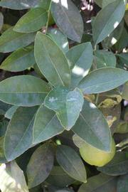           Shade leaves (Riverside, CA)   