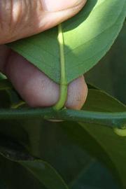              Petiole (Riverside, CA)       