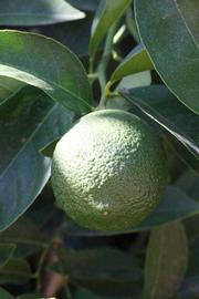            Immature fruit (Riverside, CA)   