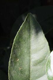              Margin (Riverside, CA)       