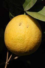            Fruit (Riverside, CA)   