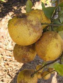            Fruit (Winter Haven, FL)   