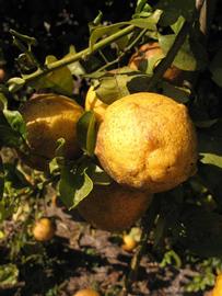            Fruit (Winter Haven, FL)   