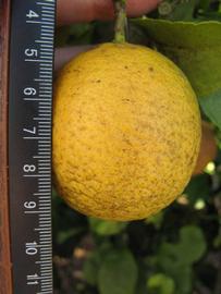            Fruit (Winter Haven, FL)   