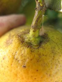            Fruit (Winter Haven, FL)   