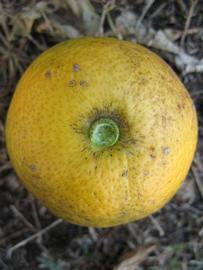            Fruit (Winter Haven, FL)   