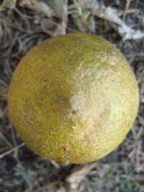            Fruit (Winter Haven, FL)   