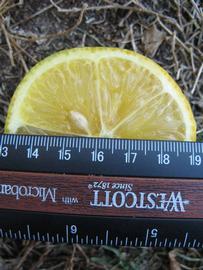            Fruit cross-section (Winter Haven, FL)   