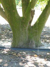            Bark (Winter Haven, FL)   