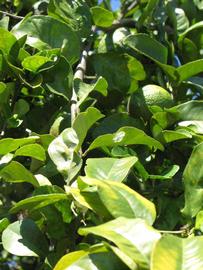              Sun leaves (Winter Haven, FL)       