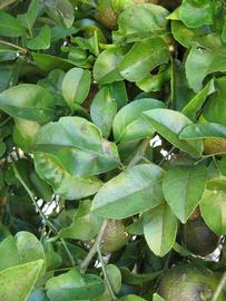              Shade leaves (Winter Haven, FL)       