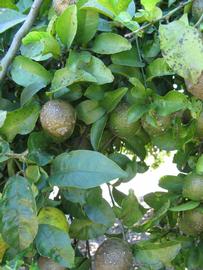              Shade leaves (Winter Haven, FL)       