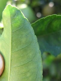              Margin (Winter Haven, FL)       