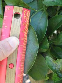              Unifoliolate leaf (Winter Haven, FL)       