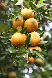                Fruit (W. Murcott Afourer, Riverside,   CA)       