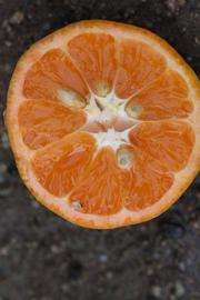                Fruit cross-section (W. Murcott Afourer, Riverside,   CA)       