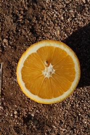            Fruit cross-section (Riverside, CA)   