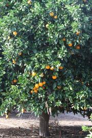              Habit (Riverside, CA)       