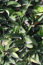            Sun leaves (Riverside, CA)   