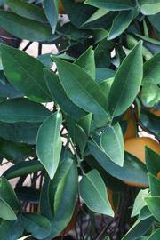            Shade leaves (Riverside, CA)   