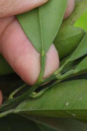              Petiole (Riverside, CA)       