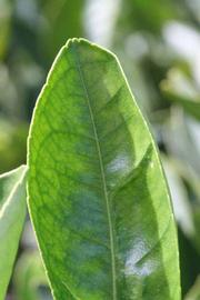              Margin (Riverside, CA)       