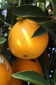            Fruit (Riverside, CA)   