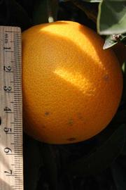            Fruit (Riverside, CA)   