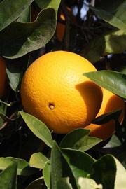            Fruit (Riverside, CA)   