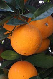            Fruit (Riverside, CA)   