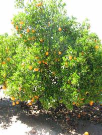            Habit (Washington Sanguine, Riverside, CA)   