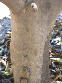            Bark (Washington Sanguine, Riverside, CA)   