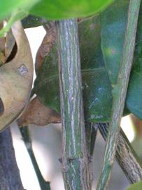            Second - third year twig (Washington Sanguine, Riverside,   CA)   