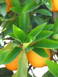            Shade leaves (Washington Sanguine, Riverside, CA)   