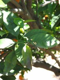           Shade leaves (Washington Sanguine, Riverside, CA)   