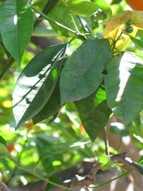            Shade leaves (Washington Sanguine, Riverside, CA)   