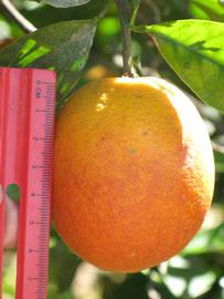            Fruit (Washington Sanguine, Riverside, CA)   