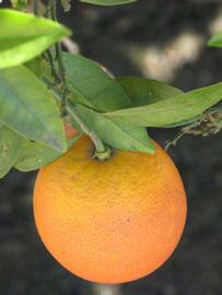            Fruit (Washington Sanguine, Riverside, CA)   