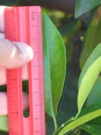            Unifoliolate leaf (Washington Sanguine, Riverside, CA)   