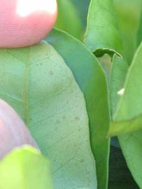            Margin (Washington Sanguine, Riverside, CA)   